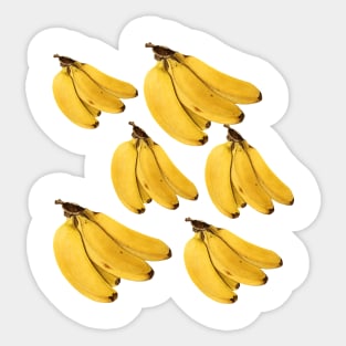 Banana Pattern Harvest Field Product Vintage Since Sticker